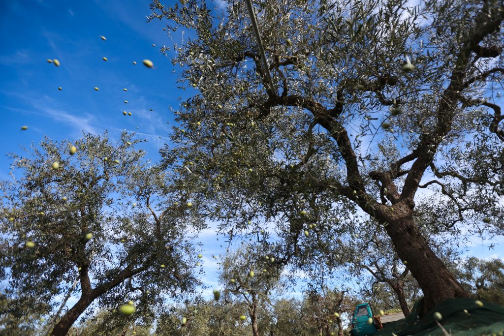 Export, 23 buyers esteri cercano eccellenze della Sicilia