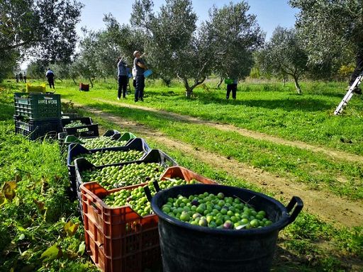 Valle del Belice. Nasce il Club degli Agricoltori: è la prima esperienza d’unione ad ampio raggio dopo il sisma del 1968