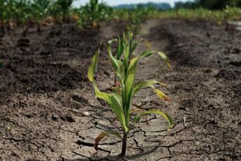 Agricoltura: lo studio, 5 lezioni dalla risposta al cambiamento climatico