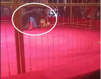 Orso si ribella al domatore, panico al circo – Video