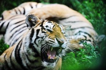 Tigre tenta di sbranare l’addestratrice, panico al parco divertimenti