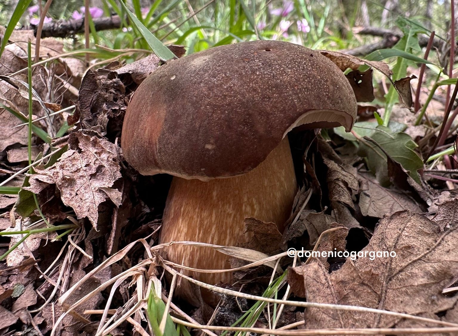 Gruppo Micologico Siciliano organizza a Palermo dal 28 ottobre al 3 novembre corso base per rilascio tesserino per raccolta funghi