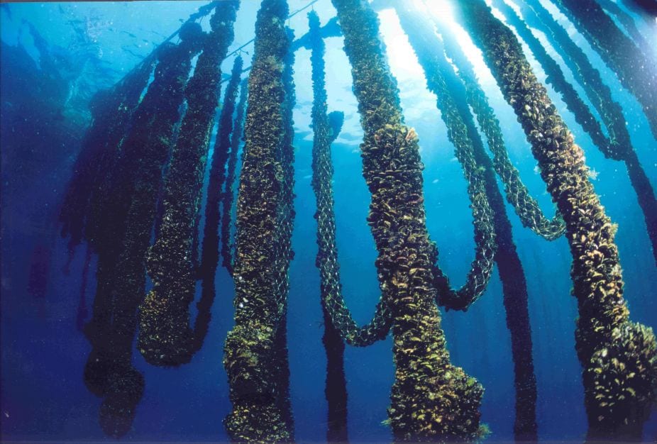 Unci AgroAlimentare, Scognamiglio: mitilicoltura gravemente danneggiata da clima e granchio blu, dichiarare stato di calamità