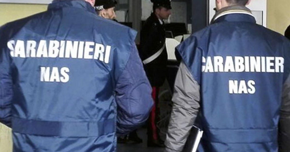 In Emilia controlli dei Nas rivelano 5 casi di peste suina, virus non trasmissibile all’uomo