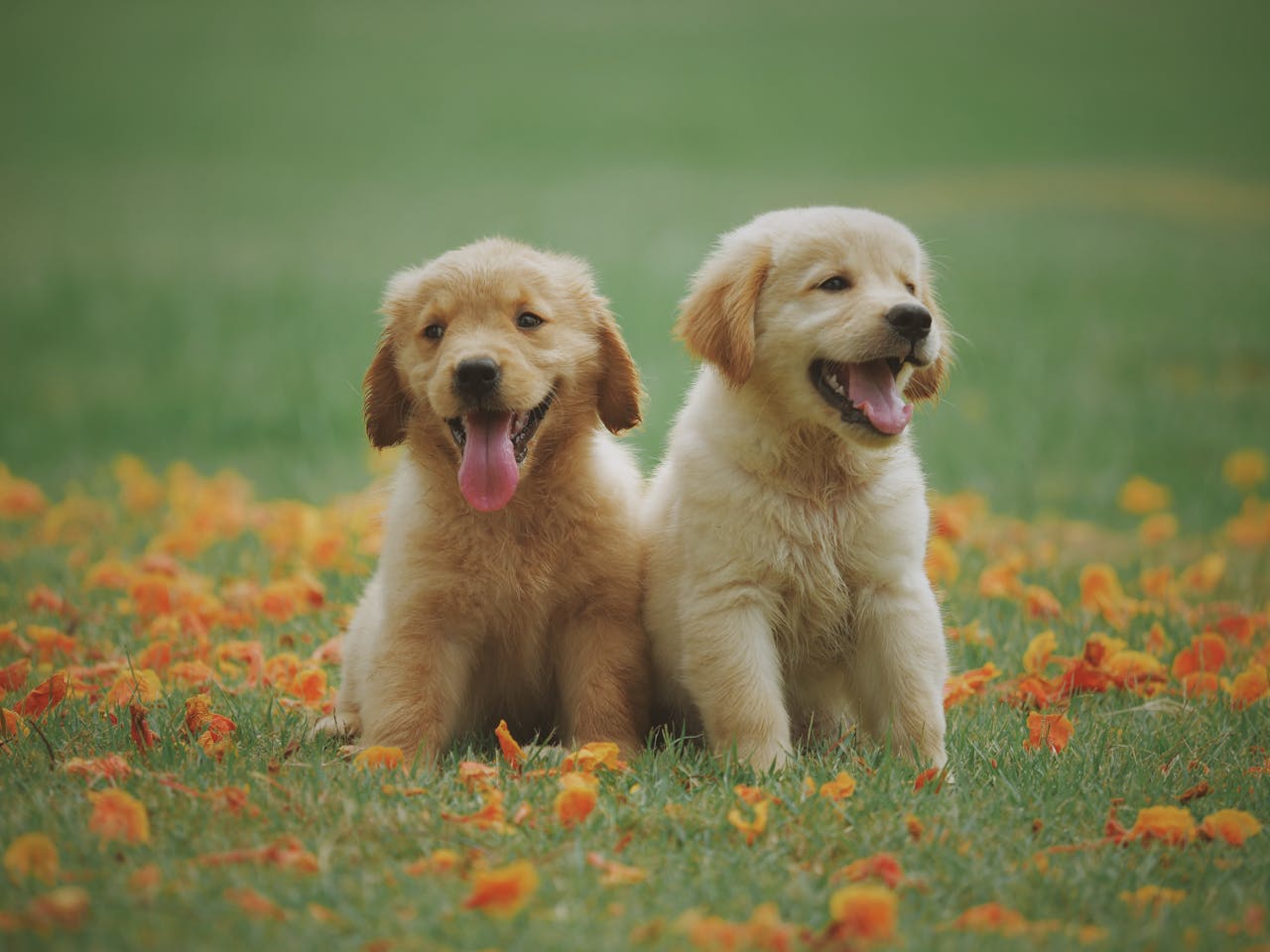 Bonus animali domestici: come funziona? Te lo spiega Petz.it, il portale dedicato agli animali