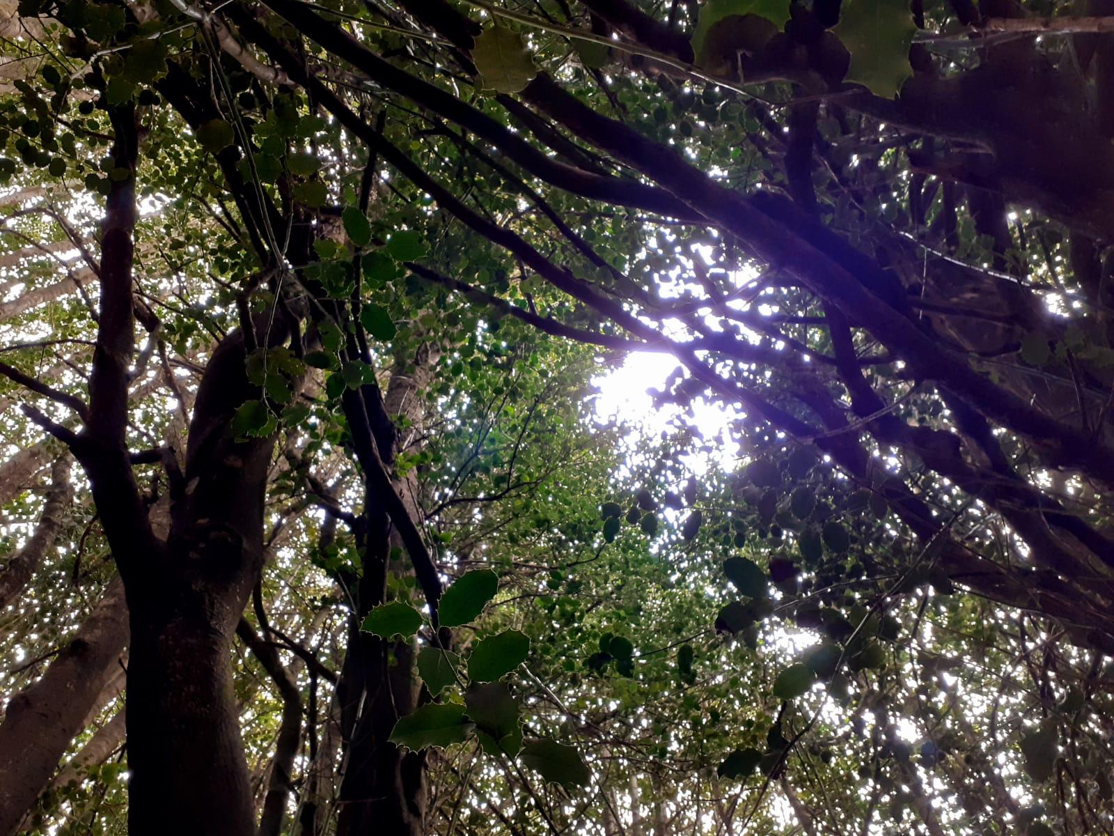 Biodiversità. Nelle Madonie un progetto scientifico di studio per tutelare il bosco di Agrifogli di Piano Pomo