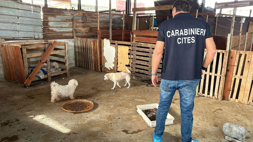 Scoperto dai Carabinieri Forestali allevamento abusivo di cani di razza che vivevano in precarie condizioni igienico sanitarie