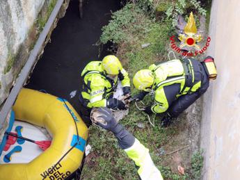 Capriolo finisce nel Naviglio, salvato da vigili del fuoco – Video