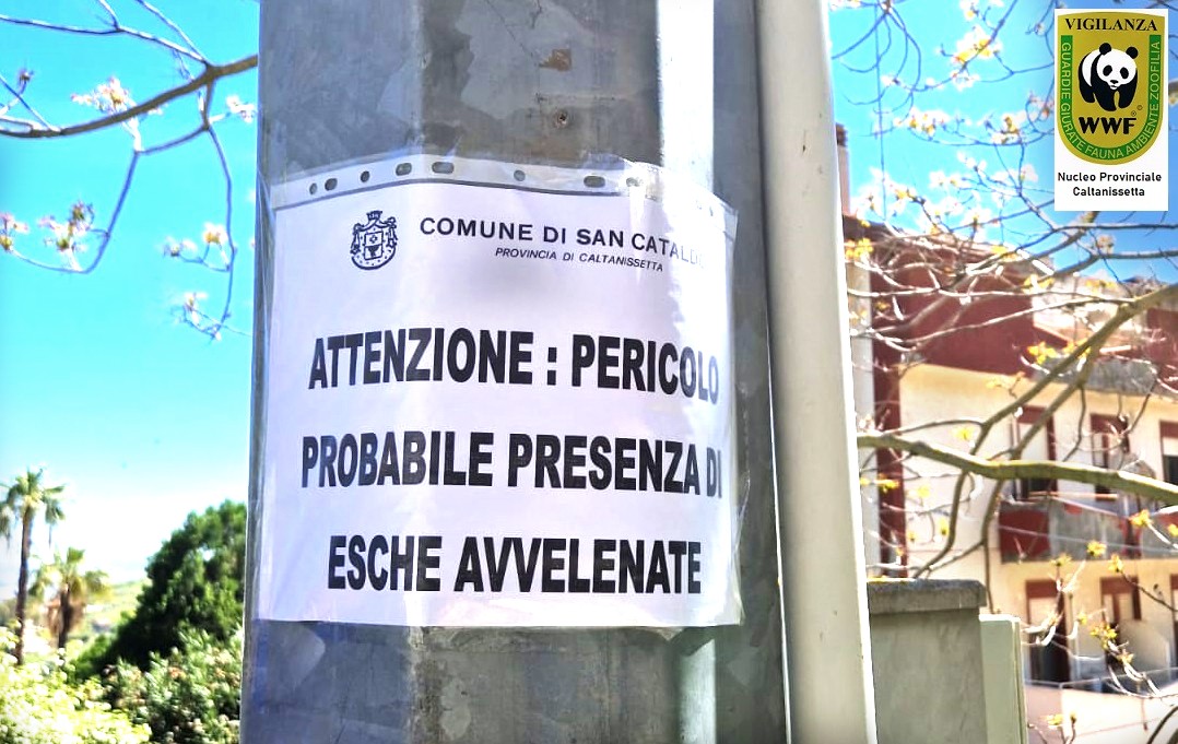 San Cataldo. Gatti a rischio avvelenamento: nuovo intervento delle Guardie zoofile WWF a Santa Germana