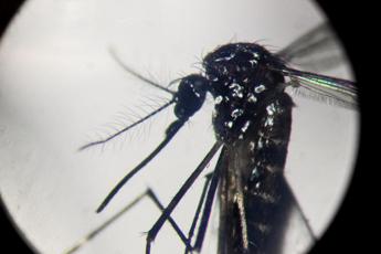 Dengue, perché tanti casi proprio nelle Marche? Cosa dice il virologo