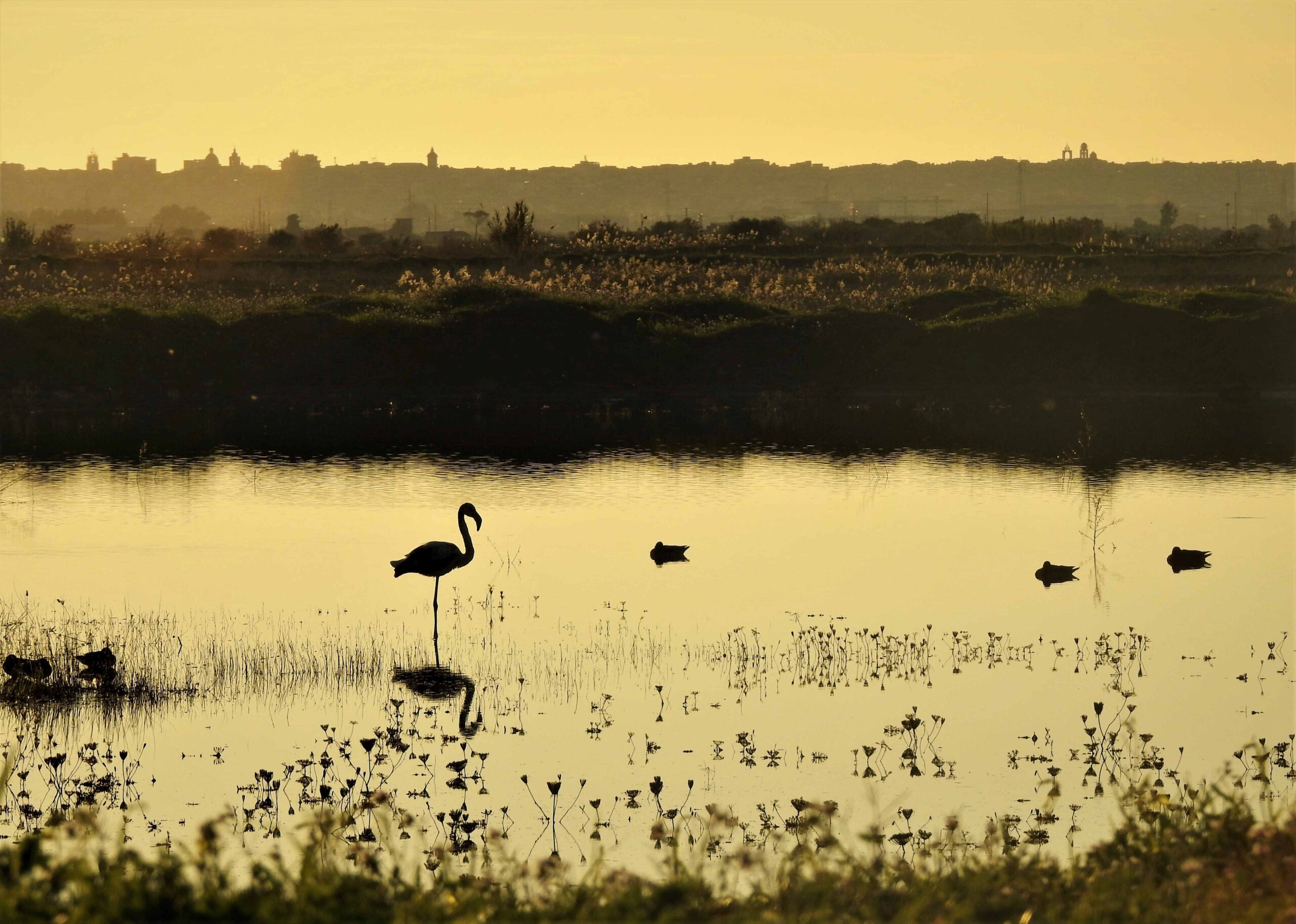 La Riserva naturale privata Geloi Wetland di Gela riconosciuta dalla Regione come “Fondo Chiuso”