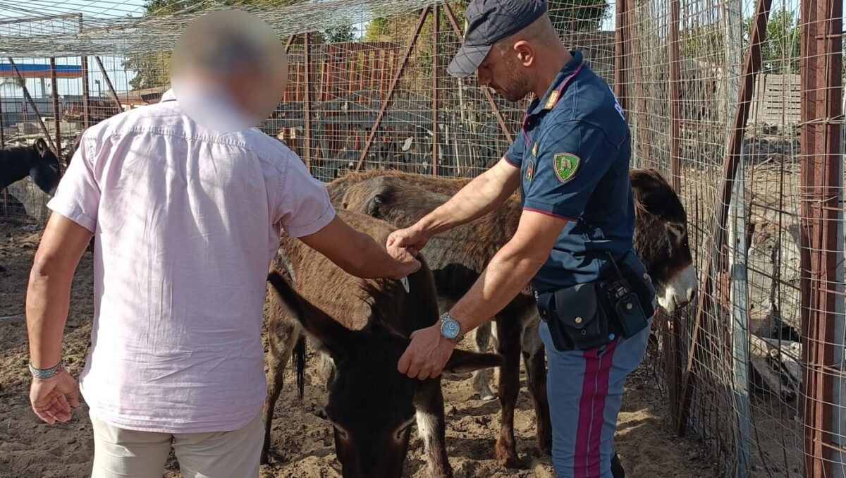 Blitz della Polizia a Catania: scoperto allevamento abusivo di asini che, fuggiti, avevano raggiunto pista dell’aeroporto Fontanarossa