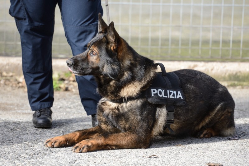 Caltanissetta. Tre panetti di hashish ritrovati grazie al fiuto di un cane antidroga: arrestato 50enne dalla Polizia