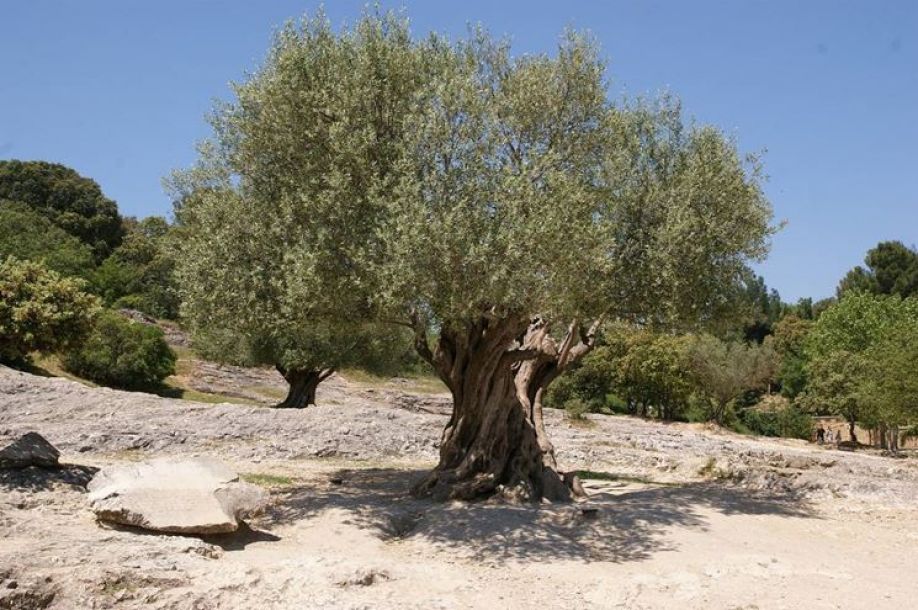 Giornata Internazionale dell’Olivo. L’AIC: “L’albero è patrimonio del nostro paesaggio e speranza di pace”