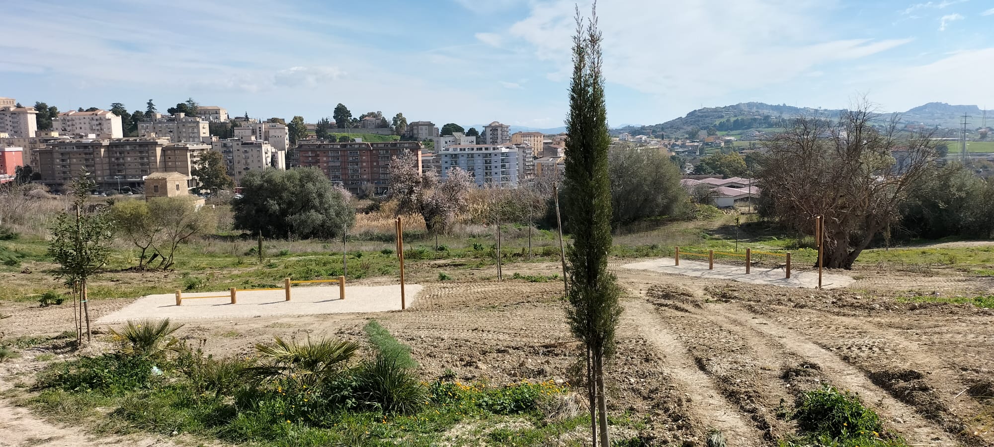 Caltanissetta. Festa dell’albero: dall’Orto Sociale alla piantumazione di ulivi per i bambini nati nel 2024