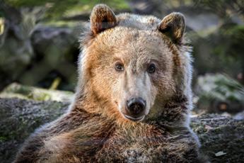 Truffano l’assicurazione travestiti da orso, attacchi alle auto di lusso per i risarcimenti