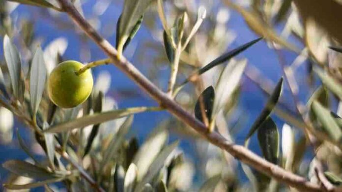 Festa dell’albero, la Regione dona 5300 alberelli di olivo alle scuole siciliane