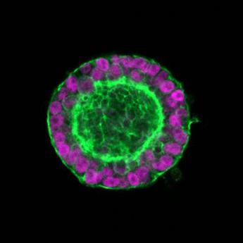 Ricerca: passo verso creazione cuore a partire da cellule staminali pluripotenti