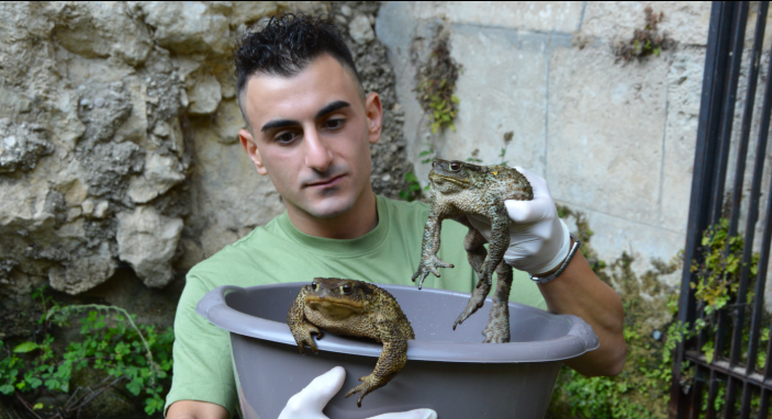 Siracusa.  L’ambientalista Sebastian Colnaghi soccorre sei rospi intrappolati in una presa d’acqua lungo il fiume Anapo