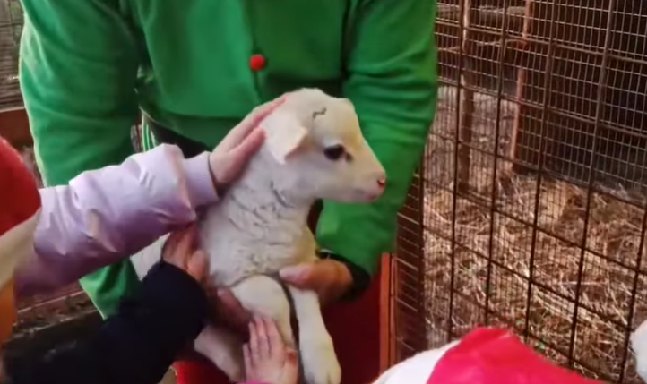 Riscoprire la bellezza della natura tra emozioni e magia al “Christmas on the Farm” con gli Amici del Cavallo 2 di San Cataldo