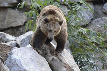 Trento, abbattuto nella notte l’orso M91: “Era pericoloso”