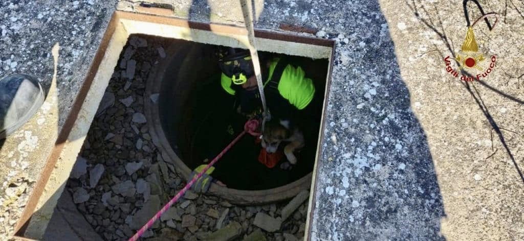 Cane precipita in un pozzo nel palermitano, soccorso dai Vigili del Fuoco