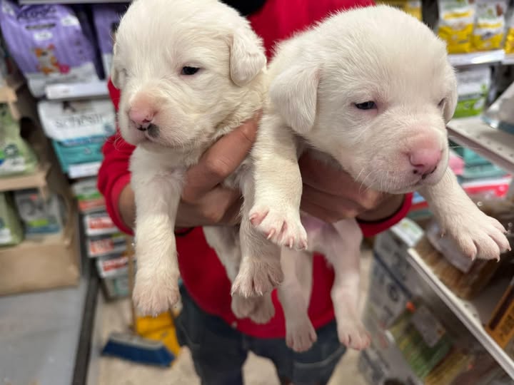 Cuccioli abbandonati in una scatola a Bagheria salvati da cittadino, il responsabile viene ripreso dalle telecamere e sanzionato