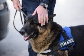 Spacciava droga in un locale a Catania, barman arrestato grazie al fiuto infallibile dei cani poliziotto “Maui” e “Ares”