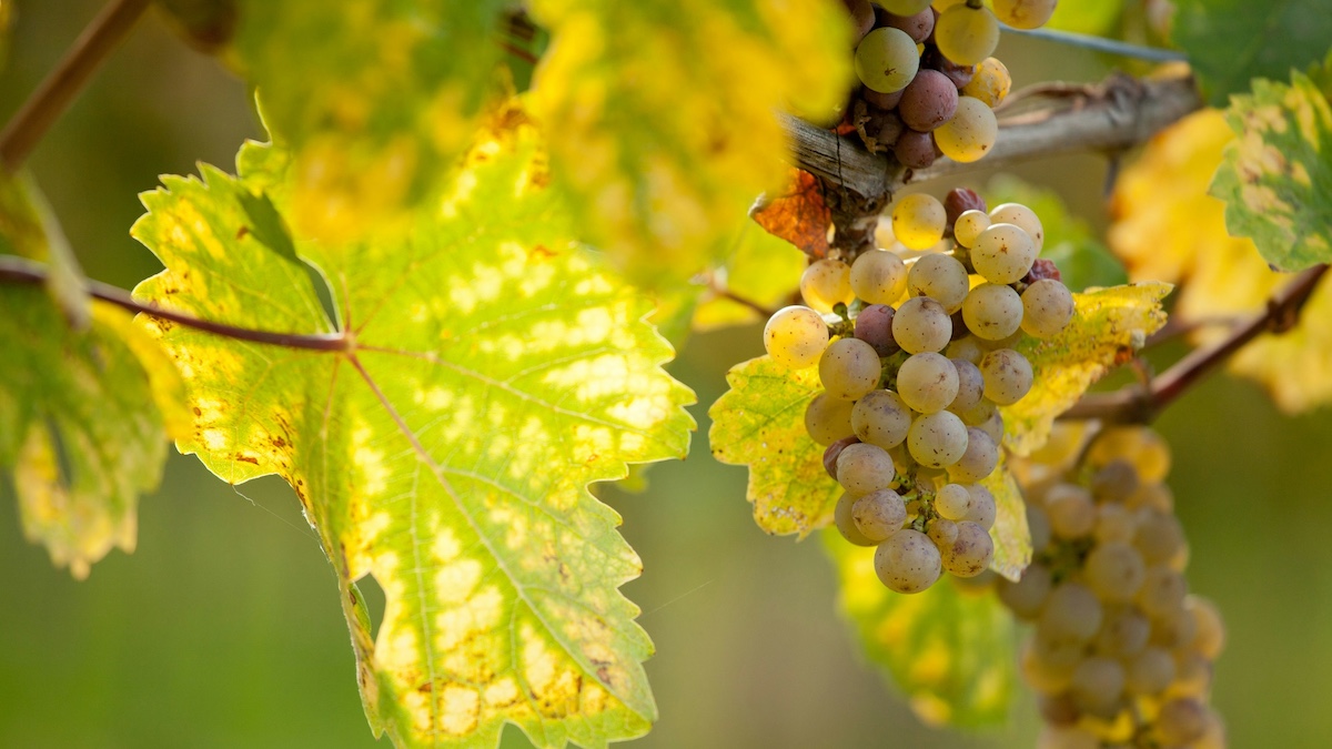 Vino, storia e territorio: a Favara un convegno sulla biodiversità viticola